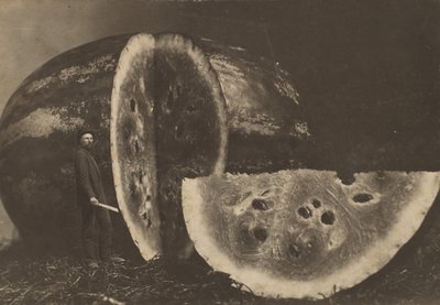 Mand skærer vandmelon, 1898-1903. af Johnson