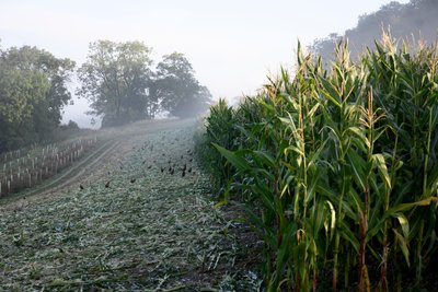 Goodwood Estate i West Sussex, Storbritannien, 2019 (foto) af Jon Nicholson