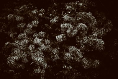 Goodwood Estate i West Sussex, Storbritannien, 2019 (foto) af Jon Nicholson