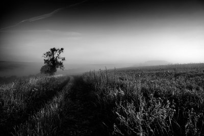 Goodwood Estate i West Sussex, Storbritannien, 2019 (foto) af Jon Nicholson