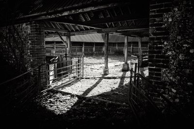 Goodwood Estate i West Sussex, Storbritannien, 2019 (foto) af Jon Nicholson