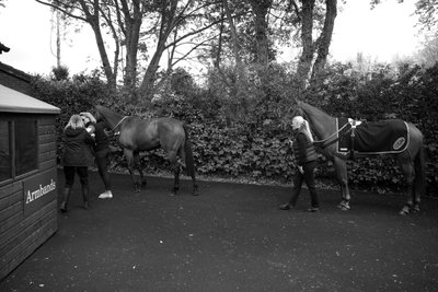 Goodwood Estate i West Sussex, Storbritannien, 2019 (foto) af Jon Nicholson