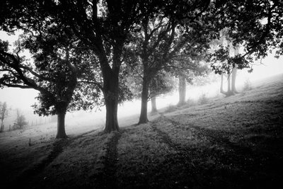 Goodwood Estate i West Sussex, Storbritannien, 2019 (foto) af Jon Nicholson