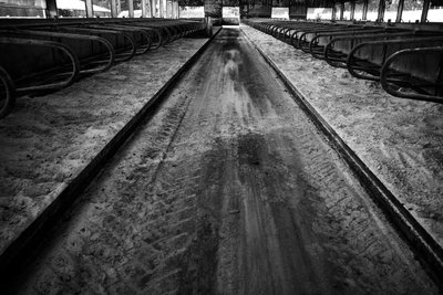 Goodwood Estate i West Sussex, Storbritannien, 2019 (foto) af Jon Nicholson