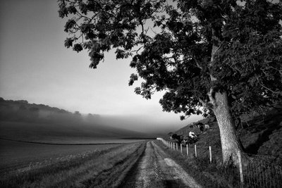 Goodwood Estate i West Sussex, Storbritannien, 2019 (foto) af Jon Nicholson