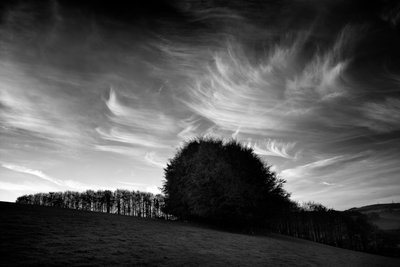 Goodwood Estate i West Sussex, Storbritannien, 2019 (foto) af Jon Nicholson