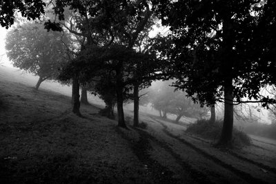 Goodwood Estate i West Sussex, Storbritannien, 2019 (foto) af Jon Nicholson