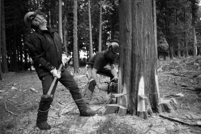 Goodwood Estate i West Sussex, Storbritannien, 2019 (foto) af Jon Nicholson