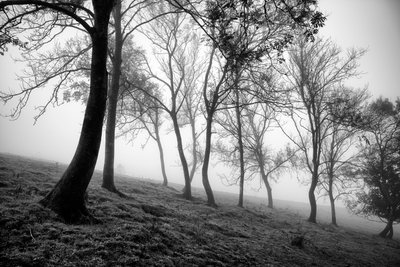 Goodwood Estate i West Sussex, Storbritannien, 2019 (foto) af Jon Nicholson