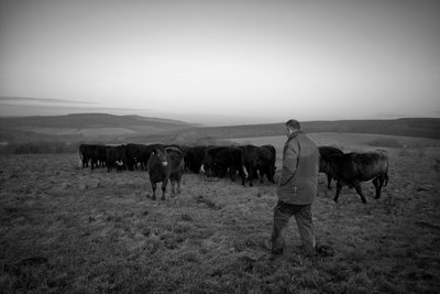 Goodwood Estate i West Sussex, Storbritannien, 2019 (foto) af Jon Nicholson