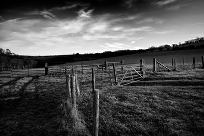 Goodwood Estate i West Sussex, Storbritannien, 2019 (foto) af Jon Nicholson