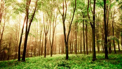 Goodwood Estate i West Sussex, Storbritannien, 2020 (foto) af Jon Nicholson