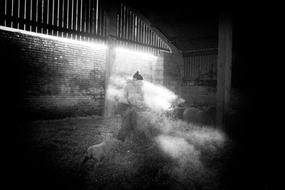 Goodwood Estate i West Sussex, Storbritannien, 2020 (foto) af Jon Nicholson