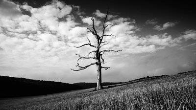 Goodwood Estate i West Sussex, Storbritannien, 2020 (foto) af Jon Nicholson