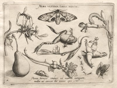 Arketyper og undersøgelser: Døden er linjen, der markerer slutningen på hele del II, plade 5, 1592. af Joris Hoefnagel