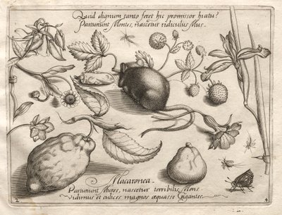 Arketyper og studier: Hvad kan dukke op i overensstemmelse med et sådant hule løfte, 1592. af Joris Hoefnagel