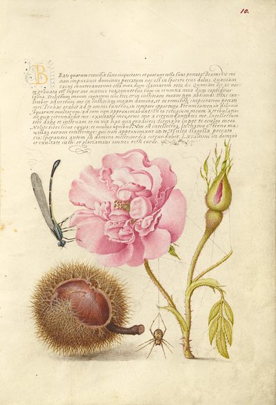 Damselfly, fransk rose, spansk kastanje og edderkop af Joris Hoefnagel
