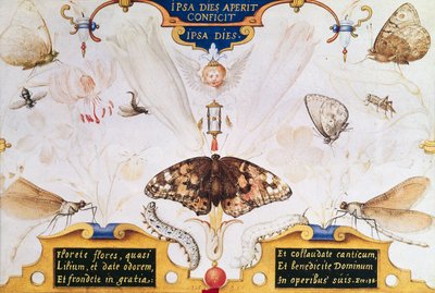 Diptykon med blomster og insekter, 1591 (marouflage & pergament på panel) af Joris Hoefnagel