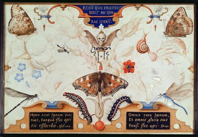 Diptykon med blomster og insekter, 1591 (marouflage og pergament på panel) af Joris Hoefnagel