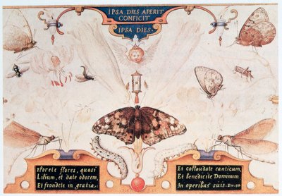 Diptykon med blomster og insekter, 1591. af Joris Hoefnagel