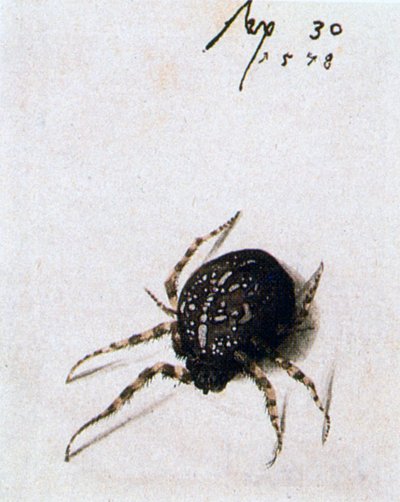 Kvindelig edderkop, 1578 af Joris Hoefnagel