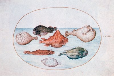 Fisk, 1500-tallet af Joris Hoefnagel