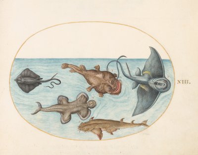 Fish, c.1575-80dani af Joris Hoefnagel