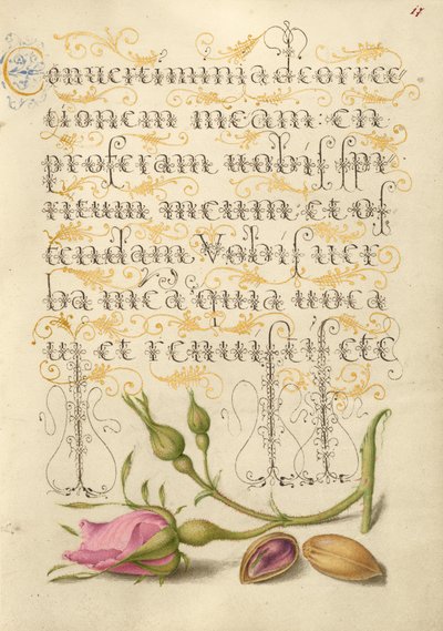 Fransk rose og pistacie af Joris Hoefnagel