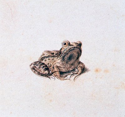 Grøn frø, 1500-tallet af Joris Hoefnagel