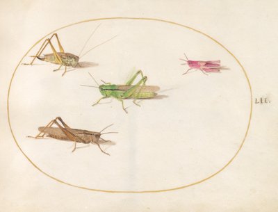 Insekter, ca. 1575-80 af Joris Hoefnagel