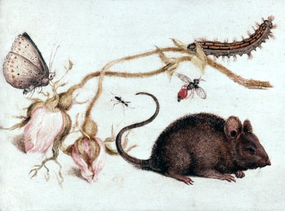 Mus, blomst og insekt, 1500-tallet. af Joris Hoefnagel
