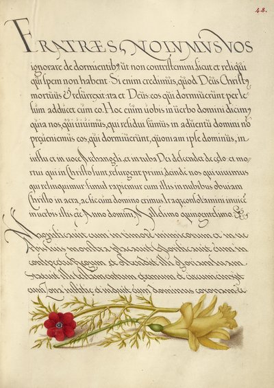 Fasanøje og smørblomst af Joris Hoefnagel