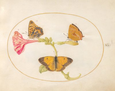 Plade 10: Brunt hårstrå, sølvvasket fritillary og skyede gule sommerfugle på en fire-timers blomst af Joris Hoefnagel
