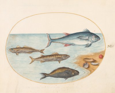 Plade 11: Fire fisk og skaller af Joris Hoefnagel