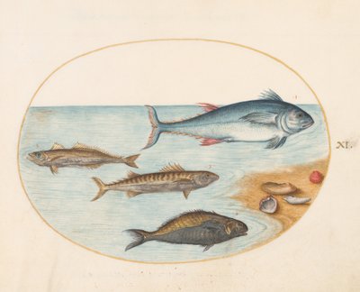 Tavle 11: Fire fisk og skaller af Joris Hoefnagel