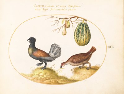  af Joris Hoefnagel