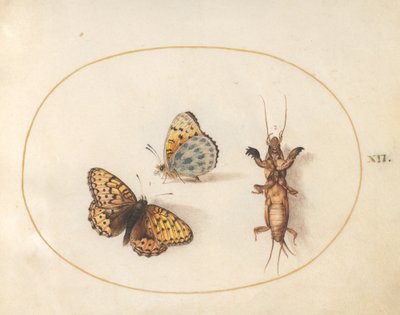 Plade 12: To udsigter af en sommerfugl (sølv-bordered fritillary?) og en mole cricket af Joris Hoefnagel