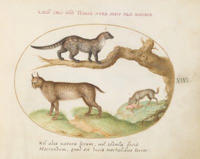 Plade 14: En Civet, en Lynx og en Hyæne af Joris Hoefnagel