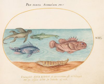 Platte 14: Ein "Meeraffe", zwei Skorpionfische und zwei andere Fische af Joris Hoefnagel
