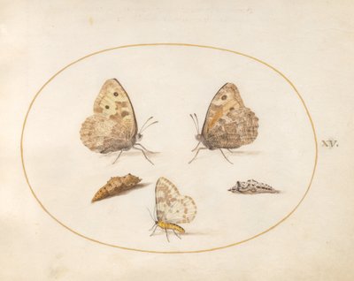 Plade 15: Harrsommerfugl, Magpie Moth og Two Chrysalides af Joris Hoefnagel