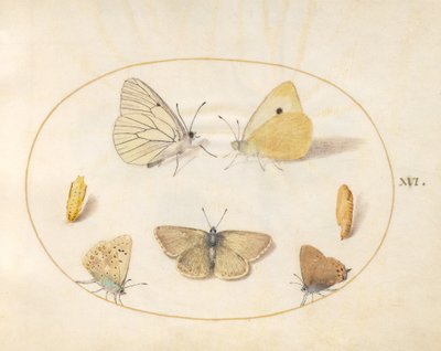 Plade 16: Sort-årede hvide, skygule, sorte hårstriber(?) og Geranium Argus(?) sommerfugle med to krysalider af Joris Hoefnagel