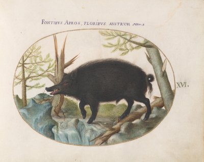 Tavle 16: Vildsvin af Joris Hoefnagel