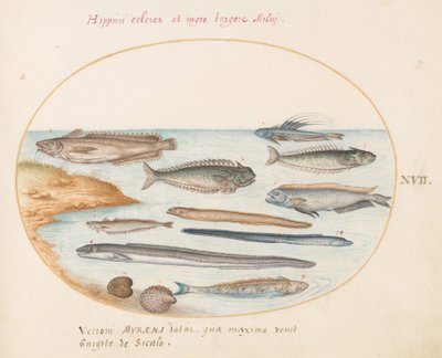 Plade 17: En torsk, ællefisk, ål og andre fisk af Joris Hoefnagel