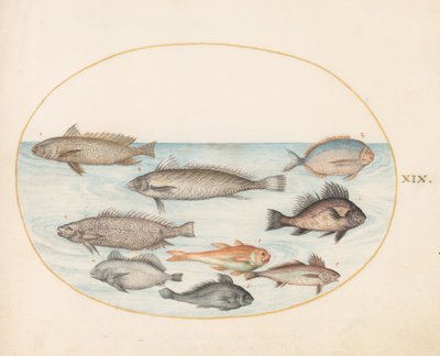 Tallerken 19: En damselfish og andre fisk, inklusive to "Coracinis" af Joris Hoefnagel
