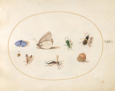 Tavle 19: to sommerfugle med fem andre insekter af Joris Hoefnagel