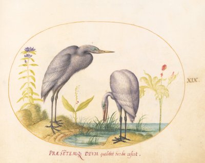Plade 19: To store egrets med grønne ynglemasker af Joris Hoefnagel