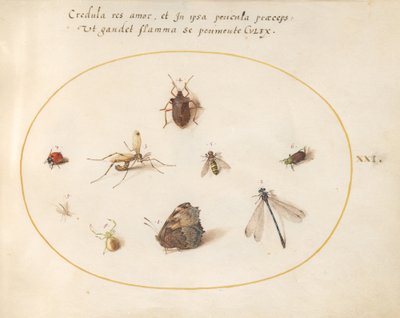 Plade 21: En sommerfugl med en guldsmede, en mariehøne og fem andre insekter af Joris Hoefnagel