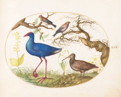  af Joris Hoefnagel