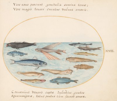 Plade 22: Multe, flyvefisk, ål og andre fisk af Joris Hoefnagel