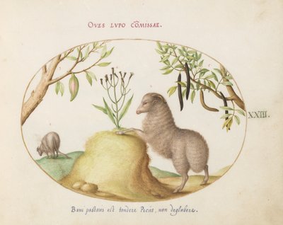 Plade 23: Et fedthalet får, et får med en lang hale, en "Cassia purgatrix" og andre planter af Joris Hoefnagel